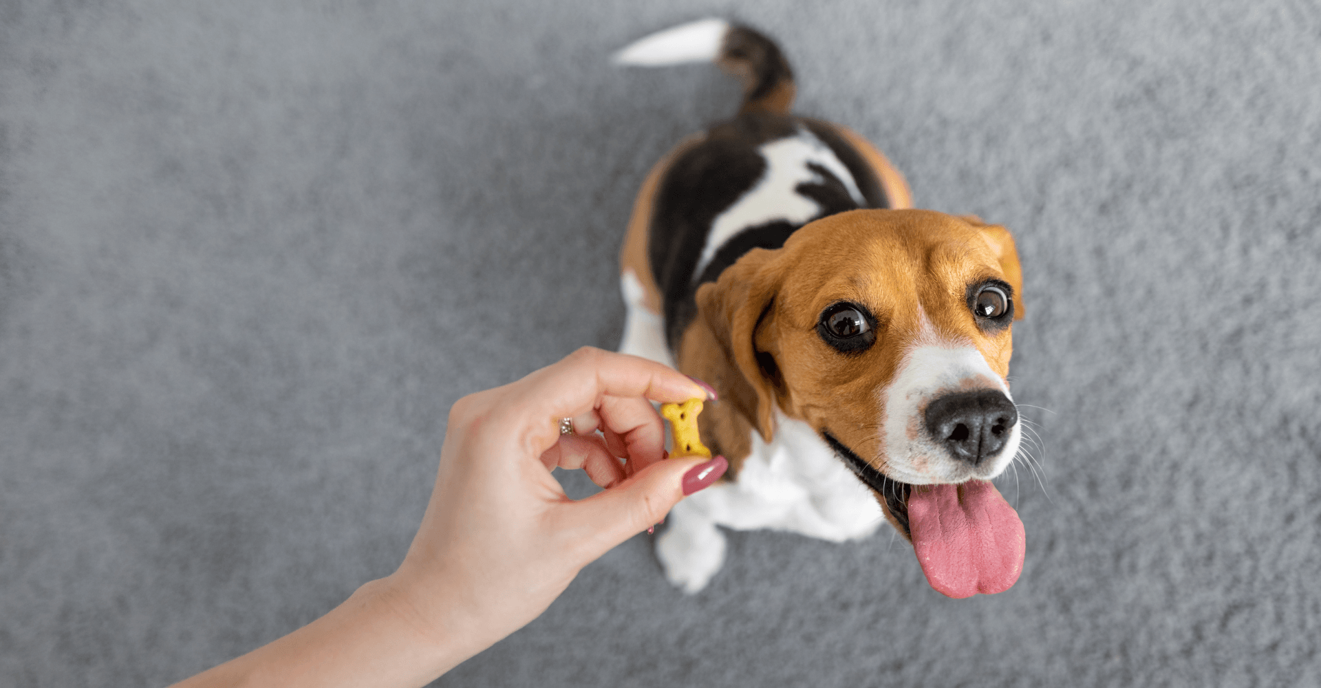 Mastering Pet Training Guide