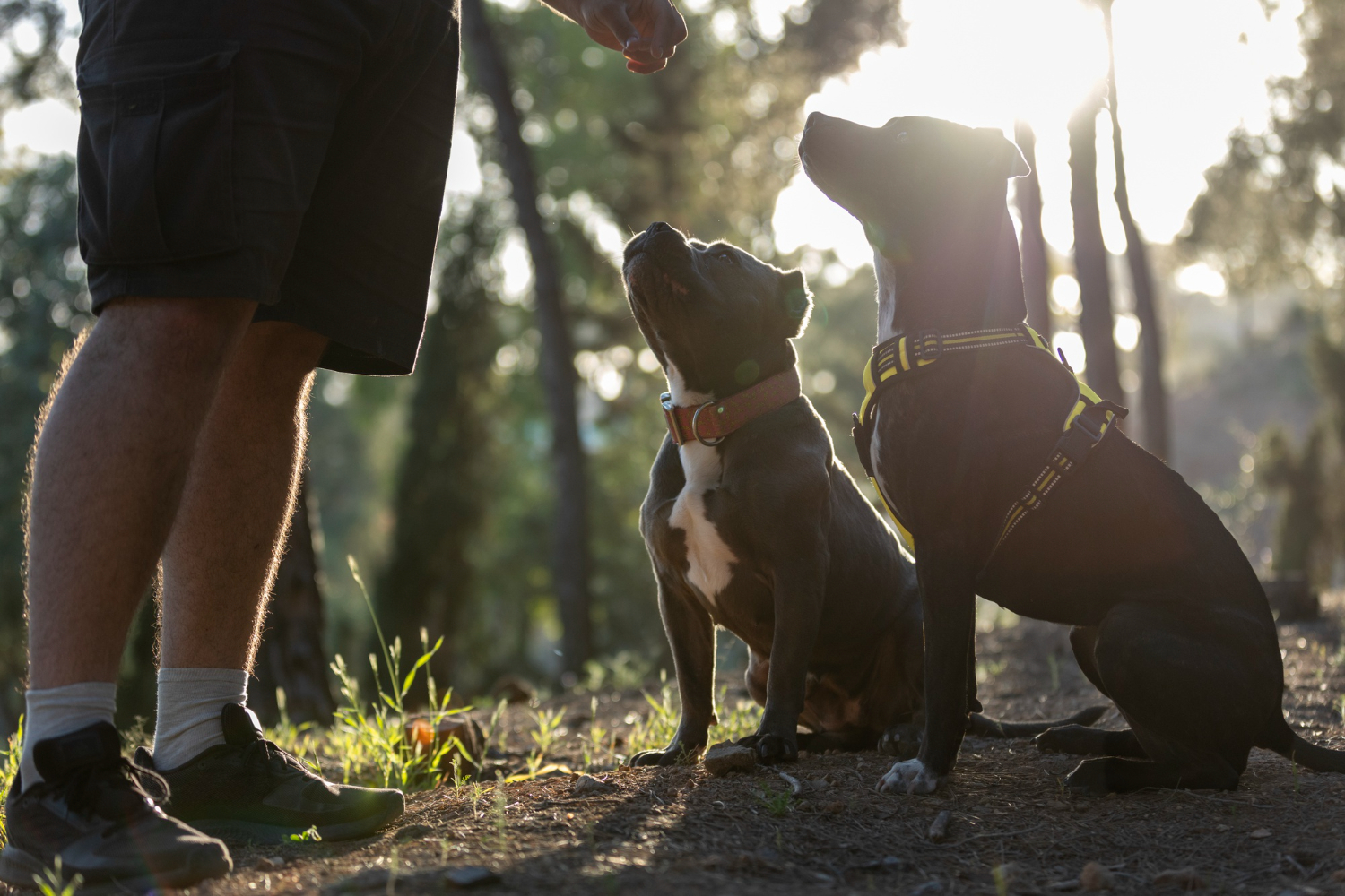 Unleash Your Pet's Potential