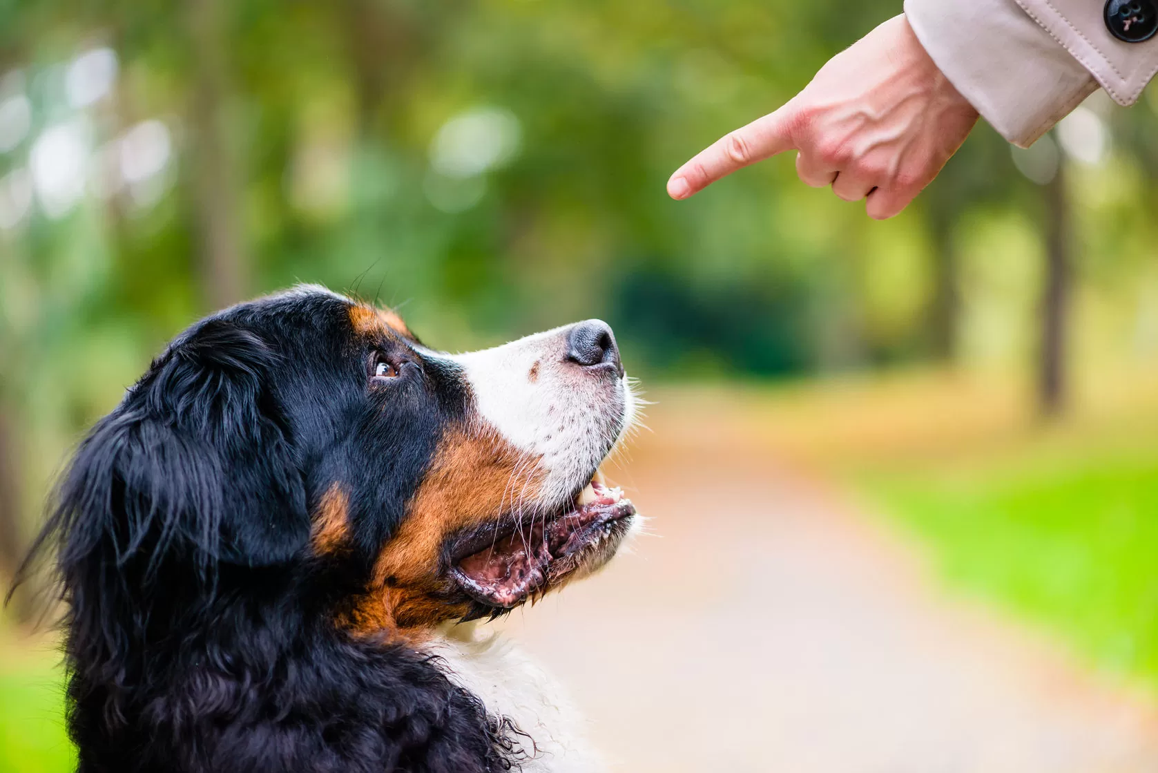 Elevate Your Pet's Obedience