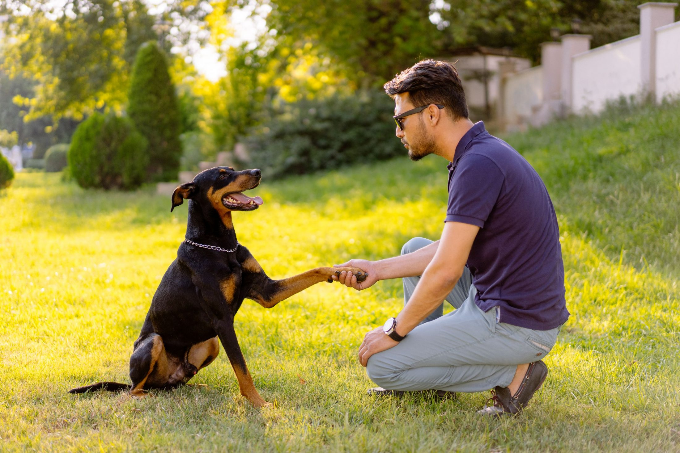 Professional Dog Training